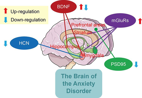 Figure 1 Regulatory molecules of synaptic plasticity in anxiety disorder.