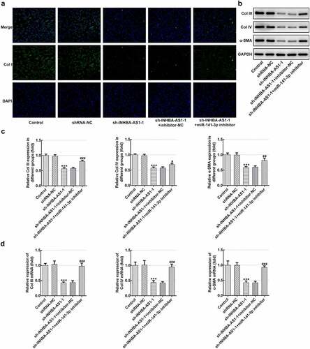 Figure 3. MiR-141-3p inhibitor restores the effects of INHBA-AS1-knockdown on the ECM deposition of hHSFs. (a) Expression of col I was measured by immunofluorescence assay. (b and c) The protein expression and (d) mRNA expression of Col III, Col IV and α-SMA were detected using western blot analysis and RT-qPCR, respectively. ***P < 0.001 vs. shRNA-NC; #P < 0.05, ##P < 0.01, ###P < 0.001 vs. sh-INHBA-AS1-1+ inhibitor-NC. hHSFs, human hypertrophic scar fibroblasts; sh, short hairpin; NC, negative control; Col I, collagen I; Col III, collagen III; Col IV, collagen IV; α-SMA, alpha smooth muscle actin