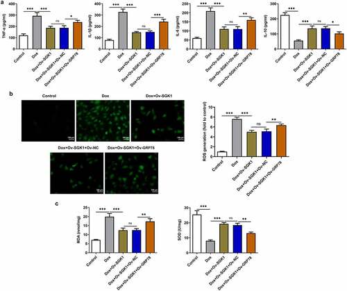 Figure 8. SGK1 overexpression mitigated inflammation and oxidative stress in doxorubicin-treated H9c2 cells by repressing GRP78-mediated ERS. Doxorubicin-treated H9c2 cells were transfected with Ov-SGK1 or co-transfected with Ov-SGK1 and Ov-GRP78. (a) ELISA kits for determination of TNF-α, IL-1β, IL-6 and IL-10 levels. (b) DCFH-DA for determination of ROS content. (c) MDA assay kit and SOD assay kit for determination of MDA and SOD levels. * p < 0.05, ** p < 0.01, *** p < 0.001.