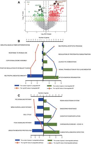 Figure 4 The potential molecular changes in osteosarcoma recurrence. (A) Volcano plot of differentially expressed genes between recurrent osteosarcoma and non-recurrent osteosarcoma. Red for activated and green for inhibited. The four genes with the largest fold change of activated or inhibited were labeled. (B) Differentially expressed genes involved in activated and inhibited biological processes quantified by gene set variation analysis (GSVA). The longer the column, the more genes involved in this term. (C) Differentially expressed genes involved in activated and inhibited KEGG pathway quantified by gene set variation analysis (GSVA). The longer the column, the more genes involved in this term.