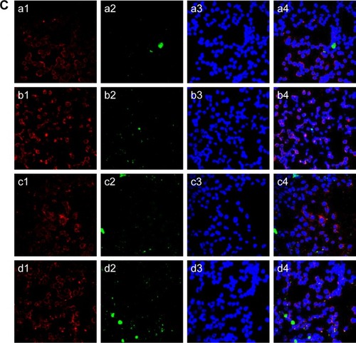 Figure 3 Effect of NGF-SM-ApoE-LIP on the survival of neurons treated with Aβ1–42. CSM =40 μg/mL; CApoE =40 μg/mL.Notes: (A) Viability of SK-N-MC cells; rCL =30%; *P<0.05; **P<0.01; n=3, (B) p-TrkA level of SK-N-MC cells; rCL =30%; (a): Western blot; (b): Rp, *P<0.05; n=3, (C) immunochemical staining images of NGF-SM-ApoE-LIP interacting with SK-N-MC cells; (a) NGF-LIP; rCL =0%; (b) NGF-LIP; rCL =30%; (c) NGF-SM-LIP; rCL =30%; (d) NGF-SM-ApoE-LIP; rCL =30%; (a1, b1, c1, d1), (a2, b2, c2, d2), (a3, b3, c3, d3), and (a4, b4, c4, d4) are red (against Aβ1–42 antibody), green (LIP carrier), blue (DAPI for nucleus), and merged channels, respectively. a1, a2, and a3 are obtained from excitation at 555 nm, 490 nm, and 350 nm, respectively. a4 is a merged image from a1–a3. The difference between a1–a4 is the same for b, c, and d.Abbreviations: CSM, concentration of serotonin modulator; CApoE, concentration of apolipoprotein E; rCL, weight percentage of cardiolipin in bilayer (%); Rp, protein ratio of p-TrkA to GAPDH; LIP, liposome; SM, serotonin modulator; NGF, nerve growth factor.