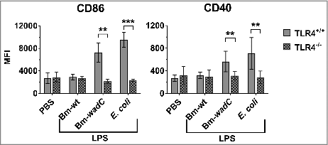 Figure 7. TLR4 was essential for LPS to drive maturation of splenic DCs. 6–8 weeks-old TLR4+/+ or TLR4−/- mice were intraperitoneally injected with 1xPBS (PBS), Bm-wt LPS (30 μg/mouse), Bm-wadC LPS (20 μg/mouse) or E. coli LPS (10 μg/mouse). 12 h later, mice were sacrificed, single-splenocyte suspensions were prepared and expression levels (MFI, Mean of Fluorescence Intensity) of costimulatory molecules (CD86 and CD40) on total splenic CD11c+ cells were determined by flow cytometry. Data obtained from 3 experiments, each with n = 3 animals per condition, are shown. All error bars are standard deviations obtained from pooled data. Statistical analysis was performed with the non-parametric one-way ANOVA test, followed by variance analysis with the Mann-Withney U test. Significant differences from TLR4+/+ injected mice are presented; ##, P < 0.01; ###, P < 0.001.