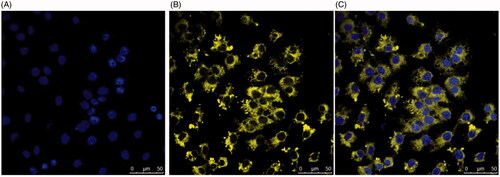 Figure 7. Localization of DilC labelled liposomes loaded with naringenin and 2% w/w Tween 20 suspended in HPMC gels in HaCat cells. Cells were grown on the coverslips for 2 d. Cell nuclei were visualized using (A) DAPI. Liposomes were formulated with DilC for visualization (B). Liposome localization within the cell is shown in the merged image (C).