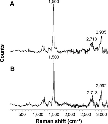 Figure 9 A comparison of Raman spectra of Vitamin B12 before and after ultrasonic radiation.Notes: (A) Raman spectrum of bulk Vitamin B12. (B) Raman spectrum of Vitamin B12 upon 5-minute ultrasonic radiation. The results indicate the confirmation of the chemical structure of bulk form and nano Vitamin B12.