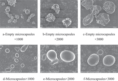 Figure 3. SEM of empty microcapsules and microcapsules.