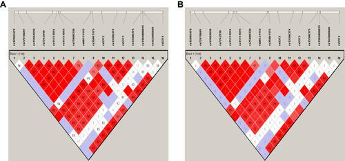 Figure 1 Linkage disequilibrium block composed of rs12965479, rs72978691, rs11662010, rs7242919, rs11151014, rs11151015, rs75008330, rs80131113, rs35061175, rs5372, rs13306374, rs5373, rs13306375, rs1385809035, rs142660460, and rs5374. The number is the value of multiallelic D′ (A) and r2 (B), which represents the level of recombination between the two blocks.