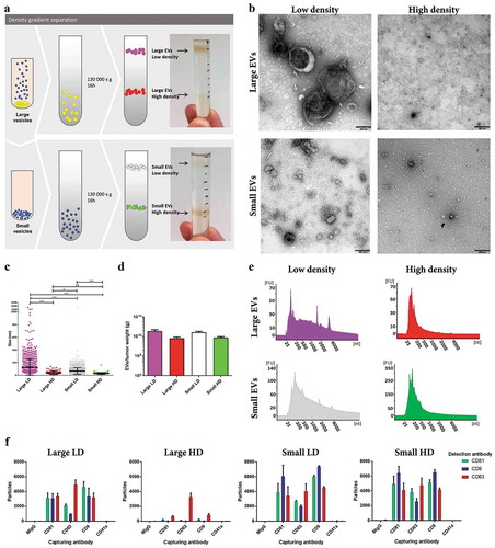 Figure 6. Characterization of HD EVs and LD EVs isolated from metastatic melanoma tissues. (a) Schematic overview of the vesicles isolated through a density gradient separation. Isolated large and small EVs were bottom loaded on an iodixanol gradient (45–20%). From both populations of vesicles, two fractions were visible after the separation, with one fraction containing HD EVs (1.16–19g/cm3) and one containing LD EVs (1.11–1.12g/cm3). (b) Ten micrograms of LD and HD vesicles from both large and small EVs were loaded onto grids, negative stained, and evaluated by transmission electron microscopy. Scale bars are 200 nm. (c) All structures in the large LD EV fraction (76 micrographs; 1577 vesicles), large HD EV fraction (35 micrographs; 106 vesicles), small LD EV fraction (62 micrographs; 2450 vesicles) and small HD EV fraction (50 micrographs; 184 vesicles) were measured. ****p-Value < 0.001; **p-Value = 0.008; ns = not significant; N = 2. (d) The concentration of EVs was determined in all samples with NTA (ZetaView®), N = 3, and the results are presented as the mean ± SD. (e) RNA was isolated with a miRCURY RNA Isolation Kit – Cell and Plant (Exiqon) directly from the HD and LD fractions of the density gradients and was analysed with a Bioanalyzer® (Agilent). N = 3. (f) ExoViewTM showing the presence of CD9, CD63, CD81 and CD41a on large LD and HD EVs and on small LD and HD EVs. The results are presented as the average ± SD from three different spots on the chip (N = 1). Concentration of vesicles was determined with NTA and 2*108 (large LD EVs), 3*108 (large HD and small LD EVs) and 1*108 (small HD EVs) were added to the chips.
