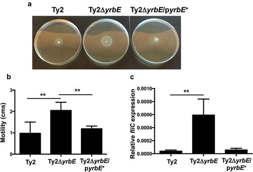 Figure 1. Effect of yrbE on motility and flagellin expression of S. Typhi. Overnight cultures of Ty2, Ty2ΔyrbE and Ty2ΔyrbE/pyrbE+ were spotted onto LB/0.25% agar plates. After 8 h at 37°C, the plates were (A) photographed, and (B) motility diameters measured. **p < .01, n = 6 or 7 per group. (C) fliC expression in overnight cultures of Ty2, Ty2ΔyrbE and Ty2ΔyrbE/pyrbE+ was measured by qRT-PCR. **p < .01, n = 4 or 6 per group.