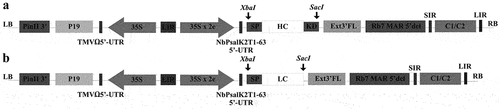 Figure 1. Schematic illustration of anti-BoNT heavy chain (a) and light chain (b) genes in pBy2eK plant expression vector.