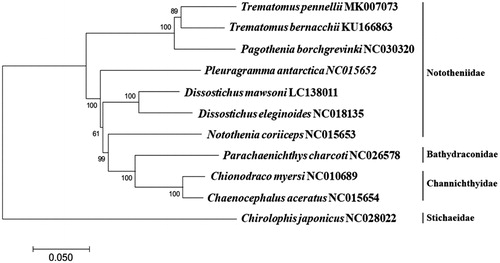 Figure 1. Phylogenetic tree of Trematomus pennellii in the suborder Notothenioidei. Phylogenetic relationship of Trematomus pennellii with its relatives was analyzed by MEGA7 software with Minimum Evolution (ME) algorithm and 1000 bootstrap replications. GenBank accession numbers were shown next to each scientific species name. The Chirolophis japonicus used as an outgroup species.