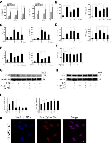 Figure 1 The effect on pro-inflammatory and anti- inflammatory cytokines at different concentrations for different times. (A) The secreted protein levels of the TNF-α and IL-6 pro-inflammatory cytokines on RAW264.7 cells untreated or treated with lipopolysaccharide (LPS) (100 ng/mL, 1,000 ng/mL) for different times (6, 12, and 24 hours). (B and C) The levels of TNF-α and IL-6 pro-inflammatory cytokines and IL-4 and IL-10 anti-inflammatory cytokines of RAW264.7 cells treated with LPS (1000 ng/mL) and Ang-(1-7) (10−6, 10−7, or 10−8 mol/L) for 24 hours. (D and E) The levels of TNF-α and IL-6 pro-inflammatory cytokines and IL-4 and IL-10 anti-inflammatory cytokines of RAW264.7 cells treated with LPS (1,000 ng/mL), Ang-(1-7) (10−6 mol/L), and A-779 (10−5, 10−6, or 10−7 mol/L) for 24 hours. (F) The cell viability of RAW264.7 cells was measured using the CCK-8 assay after treatment. (G and H) Representative Western immunoblots for ACE2 and Mas receptor. (I and J) Bar graph showing the corresponding quantitative data. (K) Representative fluorescence images of the Mas receptor in RAW 264.7 cells (scale bar: 10μm). Error bars indicate the mean ± SD for three separate experiments, n = 3 for each group, *p < 0.05; **p < 0.01.