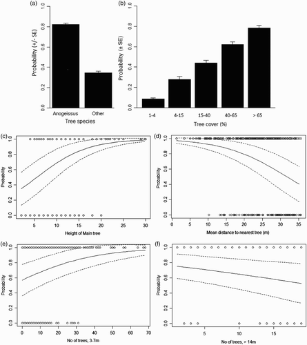 Figure 1. Significant predictors of the probability of occurrrence of Wood Warblers at Koubri in Burkina faso (regression lines from the best model in Table 3 with mean values for other variables, ‘treesp’ = Anogeissus and ‘treecov’ = 3): (a) tree cover, (b) tree species, (c) height of the Main tree (in which bird was located or at centre of the control point – see methods), (d) average distance to the Main tree of the five nearest trees (i.e. inverse of tree density), and the number of trees within 25 m radius of height, (e) 3–7 m and (f) >14 m.