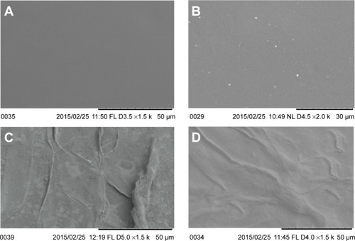 Figure 5 Representative SEM micrographs of control, microwave-treated, and extract-coated mPE samples.Notes: (A) Pristine mPE at 1,500×, (B) 60 seconds microwave-treated mPE at 2,000×, (C) 12 hours Aloe vera–coated mPE at 1,500×, and (D) 24 hours Aloe vera–coated mPE at 1,500×.Abbreviations: mPE, metallocene polyethylene; SEM, scanning electron microscopy.