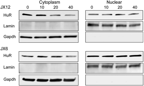 Figure 7. MS-444 attenuates cytoplasmic HuR. Western blot analysis of nuclear and cytoplasmic extracts from glioblastoma xenolines treated with MS-444 for 24 h at the doses shown. Antibodies are shown to the left. This experiment was repeated one time with similar results.