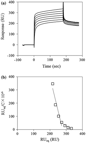 Fig. 3. Typical sensorgrams for the binding of laminarin to D270A/W273A/D314W. (a) D270A/W273A/D314W was immobilized on a CM5 sensorchip and laminarin (0.625–40 μM) was flowed over the chip surface at rate of 20 μl/min for 3 min, followed by 3 min dissociation. (b) Scatchard plots for the laminarin binding. The Ka values determined from the linear fitting to the laminarin in the range of 5–40 μM and 0.625–5 μM, respectively.