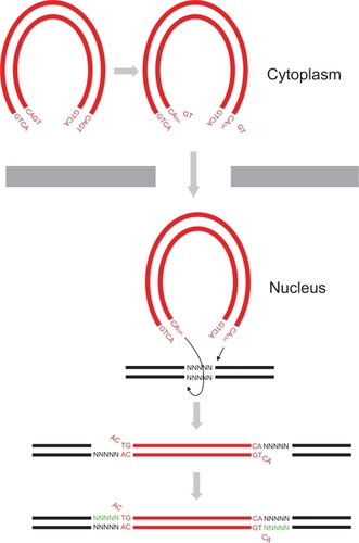 Figure 1 HIV-1 DNA integration. HIV-1 virus synthesizes a dsDNA (red) copy of its RNA genome following entry of the virus into host cell cytoplasm. HIV-1 integrase removes 3′ end GT dinucleotides on both viral DNA ends to expose a 3′ hydroxyl group on terminal adenosines by 3′ processing. The 3′ processed viral DNA is then imported into the nucleus where strand transfer occurs resulting in the integration of the two viral DNA ends into host DNA (black) at positions five base pairs (bp) apart. Host DNA repair enzymes then cleave unpaired viral CA dinucleotides, fill in the five bp gaps (green), and ligate the DNA ends.