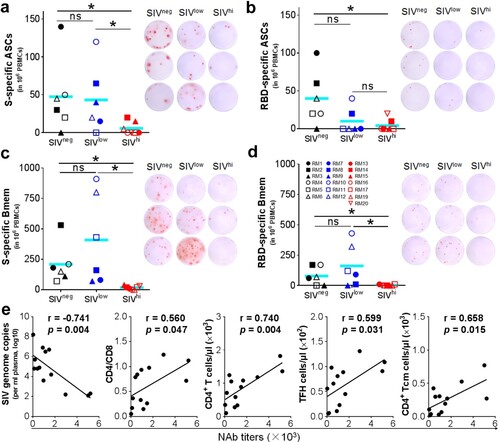 Figure 3. SARS-CoV-2 specific B cell responses, and correlation analysis of NAb titres versus SIV viral loads and CD4+ T cell populations. a, b. Antibody-secreting B cells (ASCs) specific for SWuhan (a) and RBDWuhan (b) in PBMCs collected at 4 days after the booster vaccination. PBMCs were stimulated with recombinant S or RBD proteins of SARS-CoV-2 Wuhan strain. IgG-secreting B cells were measured by ELISpot. c, d. Memory B cells (Bmem) specific for SWuhan (c) and RBDWuhan (d) in PBMCs were collected at 6 weeks after the booster vaccination (week 20). PBMCs were incubated with recombinant human IL-2 and R848 for 5 days followed by stimulation with recombinant S or RBD proteins of SARS-CoV-2 Wuhan strain. The IgG-secreting memory B cells were measured by ELISpot. The frequencies (left) and representative wells (right) are shown. Comparisons between groups were performed by unpaired, one-tailed Student’s t-test. *, p < 0.05; ns, no significance. e. Correlations between the NAb titres at week 18 versus the virological and immunological parameters (left to right: SIV viral loads, CD4/CD8 ratios, the counts of total CD4+ T cells, TFH cells, and CD4+ Tcm cells) at week 14. The best fit lines, r values, and p values are shown.