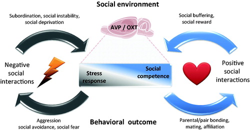 Figure 1. Dynamic interplay between social environment and brain networks mediates stress and social responses. Individual differences in brain oxytocin (OXT) and vasopressin (AVP) systems modulate the levels of stress response and social competence. Negative social interactions, like subordination, social instability or social isolation, trigger a stress response that consequently reinforces negative social behaviors such as aggression or social avoidance, whereas positive social interactions like mating, affiliation and pair bonding, strengthen social competence acting as a social reward and a social stress buffer. A balance between these two circuits is crucial for the wellbeing of social species. Brain image credit: https://openclipart.org/detail/18175/rat-brain..