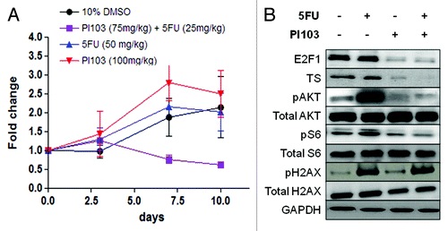 Figure 5. (A) Tumor sizes of mouse xenograft models of HGC27 cells treated with PI103, 5-FU, the combination and control (10% DMSO). The chart displays mean (± SD) size of tumors (n = 3). (B) Western immunoblot showing effect of PI103, 5-FU and the combination on levels of E2F1, TS, the PI3K/mTOR pathway proteins and H2AX in HGC27 xenograft tumor samples. A representative of two independent blots from independently prepared tissue homogenates is displayed.
