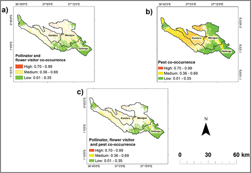 Figure 6. Spatial distribution probability of co-occurrence of (a) avocado pollinators and flower visitors (b) avocado pests and (c) avocado pollinators, flower visitors and pests. The light green color indicates a low probability of co-occurrence spatial distribution, while the yellow and the red colors represent a medium and a high probability of co-occurrence, respectively. The resolution of the maps is 10 m in relation to spatial resolution of the cropping pattern variable.