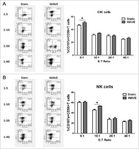 Figure 8. Cell degranulation marker CD107a. CD107a expression in CIK cells (A) or NK cells (B) of different groups cultured in the presence of K562 cells were shown in the plot. The representative flow charts were shown in the left column and the statistical data were displayed in the right column.