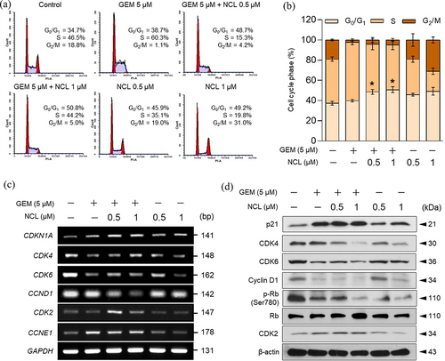 Figure 2. Niclosamide induces cell cycle arrest at the G1 -phase.