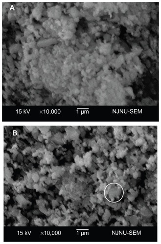 Figure 4 Scanning electron microscopy images of diatomite-based particles containing 30 wt% nano-ZrO2. (A) Image shows agglomeration of unmodified diatomite particles containing agglomerated nano-ZrO2. After modification (B), the diatomite particles are more uniformly distributed and nano-ZrO2 particles are adsorbed.Note: A typical structure is circled in (B).