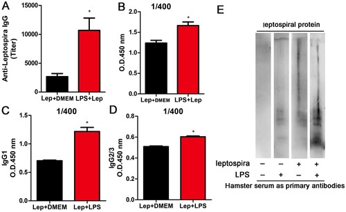 Figure 4. Treatment with LPS improves the anti-leptospira IgG level. The serum and spleens of hamsters in different groups were collected at 4 d p.i.. (A) Titres of anti-leptospira IgG was measured in the serum of different groups and analysed by the t-test. *P < 0.05. (B) Anti-Leptospira IgG quantification in sera from infected controls and LPS-treated group. Data are expressed as the OD at 450 nm measured in sera (n = 3 per group) at the dilution 1/400, and the differences were compared by t-test. *, P < 0.05. (C–D) Anti-Leptospira IgG1 and IgG2/3 quantification in sera from infected controls and LPS-treated group. Data are expressed as the OD at 450 nm measured in sera (n = 3 per group) at the dilution 1/400, and the differences were compared by t-test. *P < 0.05. (E) Western blot about anti-Leptospira IgG from different groups.