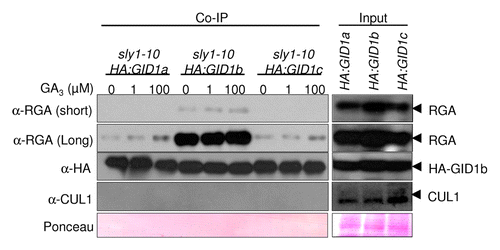 Figure 1. HA:GID1b co-immunoprecipitates (co-IP) more DELLA RGA than HA:GID1a and HA-GID1c. Co-IP of DELLA RGA with HA:GID1 was performed as in Ariizumi et al.Citation1 Total protein extracted from 12 d-old sly1–10 35S:HA:GID1-OE seedlings was incubated with HA agarose in the presence of 0 µM, 1 µM, or 100 µM GA3 (0.1% ethanol). Protein blot analysis was performed using anti-RGA (1:10,000), anti-HA (1:5000, Immuno Consultants Laboratory) and anti-CULLIN1 (1:10,000).Citation12,Citation13 40 µg of total protein was loaded on an SDS-PAGE gel (input). A ponceau loading control, and short (1 min) and long (10 min) exposures of the RGA blot are shown. The CUL1 blot is a negative control demonstrating the specificity of the HA:GID1 interaction with RGA.