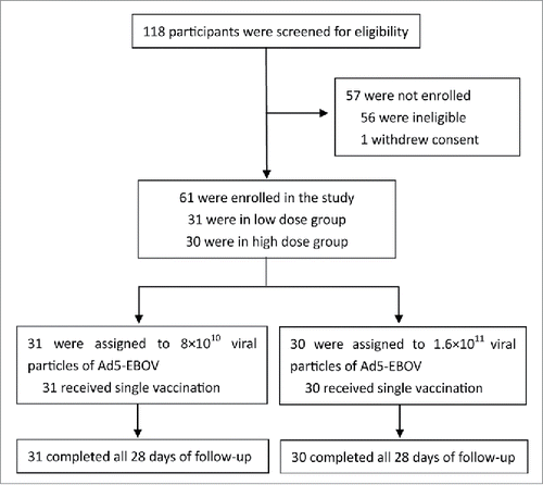 Figure 1. Screening, enrollment, vaccinations, and follow-up in the study. The low dose group and high dose group were enrolled sequentially according to a dose­escalation protocol. All the 61 participants completed the study­injection regimen and 28 d of follow­up. All available study data were used for final analysis.