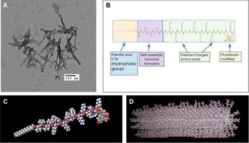 Figure 2 Structures of SANPAs. (A) Transmission electron microscopy (TEM) image of SANPAs. Scale bar = 100 nm. (B) Chemical structure of self-assembled C16VVVVKKKKGKKKRAAK(FITC) amphiphilic peptide. (C) SANPA single-molecule structure. (D) Self-assembled SANPAs nanorod structure.