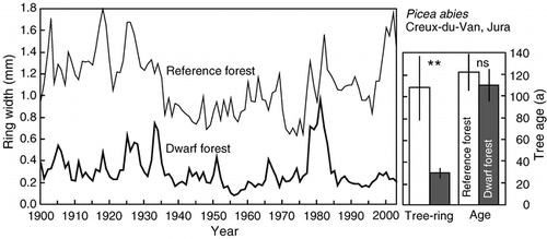 FIGURE 8.  Mean tree ring width (n = 4 trees) for the past 100 years in dwarfed and reference spruce. Note the similar age (right diagram) of trees, despite a tree height of 2–3 m vs. 18–25 m at this montane location. Climate provides no explanation for the various peaks (see the text)