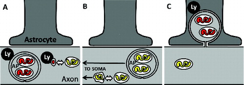 Figure 1. Degradation of axonal mitochondria may occur by several pathways. (A) Degradation of axonal mitochondria by lysosome (Ly) fusion with autophagosomes (AP) or shed mitochondria-derived vesicles locally within axons. Bidirectional arrow indicates a fission event, and mitochondrial matrix color indicates acidification state, where yellow represents neutral pH and red represents acidification, as reported by the MitoEGFPmCherry transgene. (B) Retrograde axonal transport of either autophagosome-sequestered mitochondria or dysfunctional mitochondria derived from asymmetric fission events can enable degradation of axonal mitochondria within the often-distant cell soma. (C) Axonal transmitophagy.