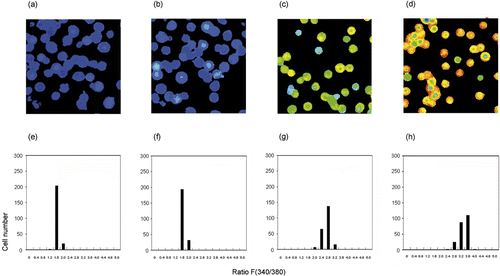 Figure 9. Effects of sanazole, HT and the combination of sanazole and HT on [Ca2+]i. U937 cells were stained with Fura-2/AM as described in Materials and methods immediately after treatment with HT in the presence or absence of sanazole, and [Ca2+]i was then measured. (a–d) Digital images of Fura-2 fluorescence. (e–f) The histograms of [Ca2+]i. (a, e) Control; (b, f) 10 mM of sanazole alone; (c, g) HT alone; (d, h) Combination of HT and sanazole.