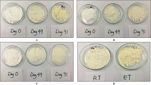 Figure 3. Color of spray-dried soursop powder from different treatments over storage period (A) control, (B) treated with 1.0% CS, (C) treated with 1.0% TCP and (D) control stored at RT and ET on Day 91.