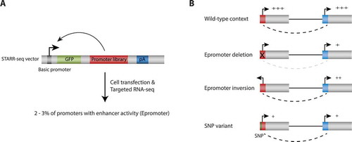 Figure 1. Functional assessment of promoters with enhancer function. (a) STARR-seq screening to assess enhancer activity. A human gene promoter library was generated using a capture-based approach and cloned downstream of a core promoter and into the 3ʹUTR of a GFP reporter gene. After cell transfection, enhancers activate the core promoter and transcribe themselves resulting in reporter transcripts among cellular RNAs. These reporter transcripts are isolated separately by targeted reverse transcription PCR and analyzed by deep sequencing. Among 20,719 coding gene promoters tested in HeLa-S3 and K562 cell lines, we found that 2 to 3% displayed enhancer activity (Epromoters). (b) Experimental strategies for the study of Epromoters function in their endogenous context using CRISPR/Cas9 genetic editing. In wild-type cells, an Epromoter (red square) might control the expression of proximal and distal-interacting target genes. When the Epromoter is deleted, the expression of target genes decreased. Enhancer activity is partially retained after inversion of the Epromoter. Allelic replacement of a single nucleotide polymorphism (SNP) overlapping the Epromoter and associated with the expression of a distal gene resulted in impaired expression of the target genes. Dotted lines denote promoter-promoter interactions.