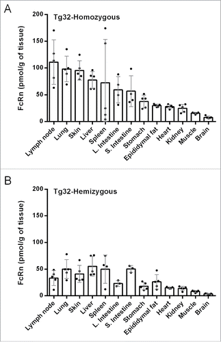 Figure 2. Human FcRn tissue expression profile in (A) Tg32- homozygous and (B) Tg32-hemizygous mice.