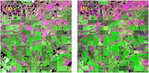 Figure 5. Color-composited surface reflectance maps (SWIR: red channel, NIR: green channel, RED: blue channel) of the subset images (the yellow rectangle area shown in Figure 4(b)) from (a) the reference image, and (b) the COM-78 composite image produced by using both Landsat-7 and Landsat-8 imagery.