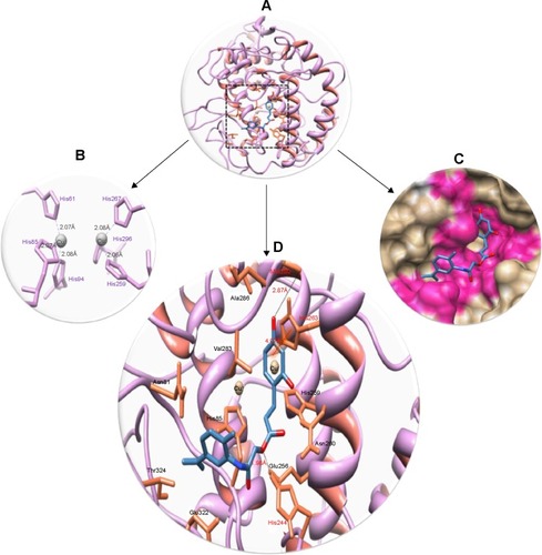 Figure 10 Docking interactions between 6d and target protein.