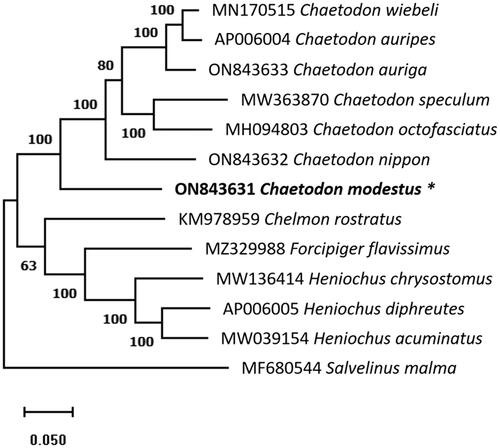 Figure 2. The phylogenetic tree indicates the relationship between C. modestus (ON843631) and 11 Chaetodontidae species, based on the mtDNA sequence retrieved from the NCBI database. Salvelinus malma as an outgroup member. The mitochondrial genome determined in this work is indicated by an asterisk and the number above the branches indicates the bootstrap value.