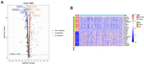 Figure 1 Identification of DERBPs. (A) volcano plots of 473 DERBPs in colon cancer and normal tissues from TCGA database. (B) Heatmap plots of top 10 up-regulated and top 10 down-regulated DERBPs. The colors in the heatmaps from green to red represent expression level from low to high. The red dots in the volcano plots represent up-regulation, the green dots represent down-regulation and black dots represent genes without differential expression.