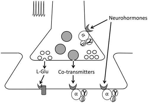 Figure 1. Sites of modulation at arthropod neuromuscular synapses. Electrical impulses in the motor axons trigger release of the primary neurotransmitter, L-glutamate, from small synaptic vesicles. Effects of the primary transmitter are mediated by ionotropic receptors and can be modulated via GPCRs that are activated by co-transmitters and neurohormones.