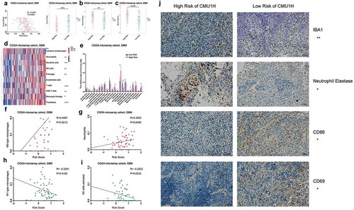 Figure 5. The relationship between the interferon signature with the glioma microenvironment. A, There was a significantly negative correlation between the tumor purity and the risk score. The high-risk group occupied a higher immune score and stromal score (B and C). MCP analysis showed there was an extreme enrichment of immune and stromal cell in the high-risk group (D). CIBERSORT results showed that the high-risk group was associated with more macrophages and neutrophils; while activated NK cells and M1 type macrophages were enriched in low-risk group (E). Positive correlations exist between risk score and M0 macrophages as well as neutrophils (F and G), while the risk score showed a negative correlation with M1 macrophages and activated NK cells (H and I). J, IHC staining confirmed the CIBERSORT analysis results. （A-I were performed in CGGA microarray cohort; J was conducted in the First Hospital of China Medical University; * means P < 0.05, ** means P < 0.01, *** means P < 0.001, **** means P < 0.0001）.