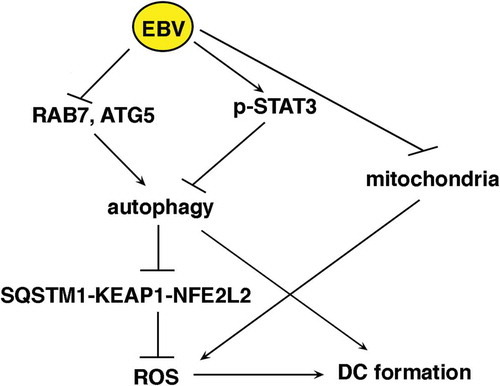 Figure 11. Schematic model depicting the molecules involved in the EBV-mediated impairment of monocyte differentiation into DCs.