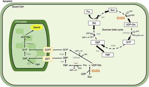 Figure 1. Predicted role of SUS3 in guard cell carbohydrate metabolism.