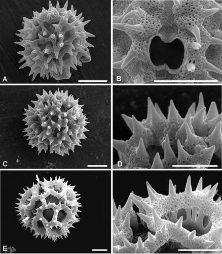 Figure 2. Pollen ofVernonia, Types A and B (SEM). A, B. Pollen Type A – V. lipeoensis. Cabrera et al. 23971: (A) Equatorial view, mesocolpium; (B) Close up of porus. C, D. Pollen Type Aa – V. novarae. Vervoorst & Legname 4581: (C) Equatorial view, mesocolpium; (D) Detail of spines. E, F. Pollen Type B – V. centauropsidea. Hilgert 2031: (E) Polar view showing the colpi (arrow) and the absence of polar lacuna; (F) Detail of lacunae and spines. Scale bars – 10 µm.
