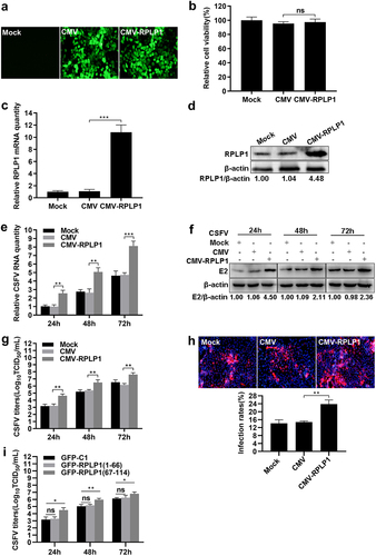 Figure 4. Overexpression of RPLP1 enhances CSFV proliferation.