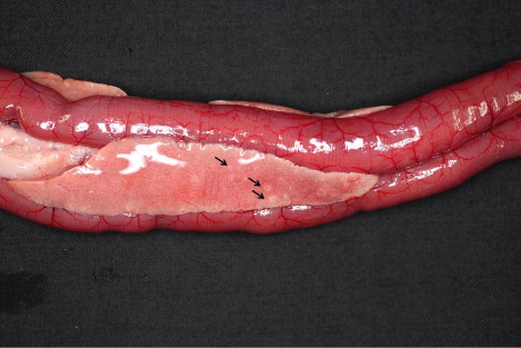 Figure 2. Pancreas of a meat-type duck showing various size of pale spot (arrow) on the pancreas.