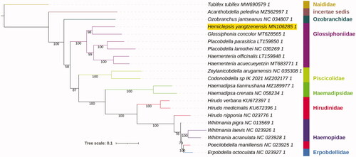 Figure 1. Phylogenetic tree inferred from the nucleotide sequences of 13 concatenated protein-coding genes using IQ-Tree. Bootstrap support values are shown at the nodes. Family identity is shown, Hemiclepsis yangtzenensis is highlighted by a yellow background, and Tubifex tubifex (Clitellata: Haplotaxida) is the outgroup.