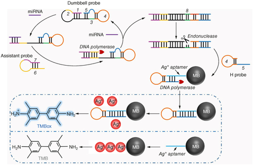 Figure 1. The working principle of the polymerase/endonuclease assisted colorimetric microRNA detection method.